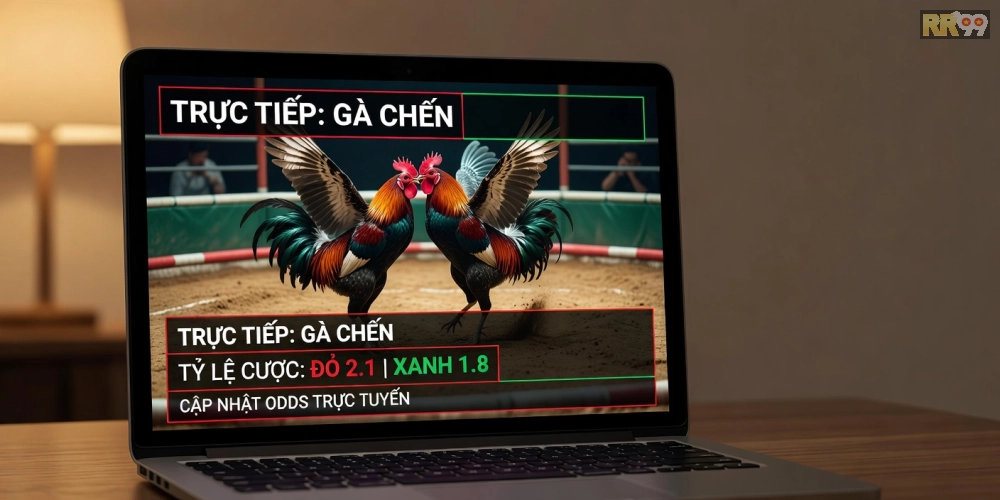 Minh họa trận đá gà trực tuyến chất lượng cao trên nền tảng rr99